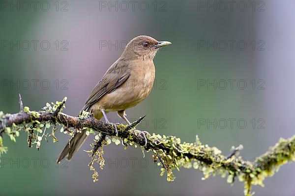 Clay-colored thrush