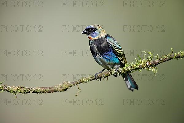 Golden-hooded tanager