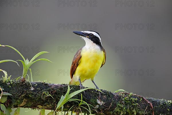 Great kiskadee