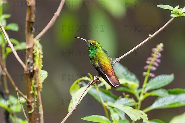 Coppery-headed emerald