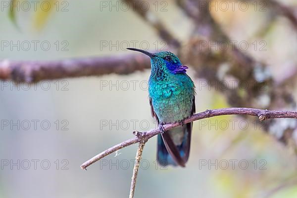 Mexican violetear