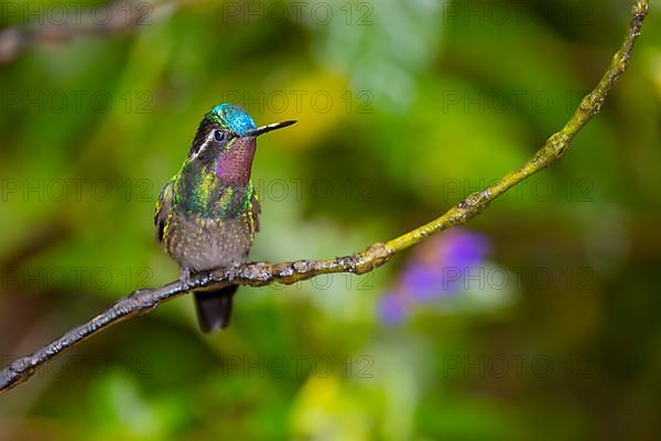 Purple-throated nymph