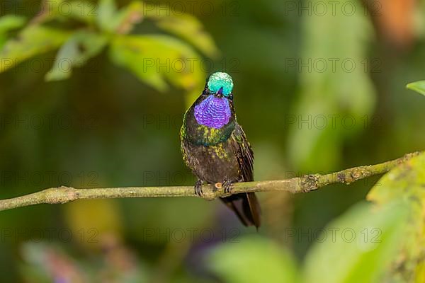 Purple-throated nymph