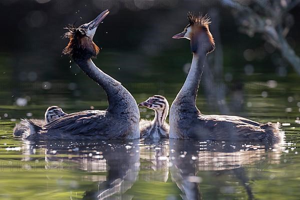 Great Crested Grebe