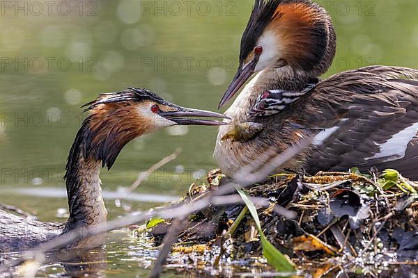 Great Crested Grebe