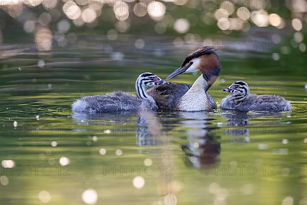 Great Crested Grebe