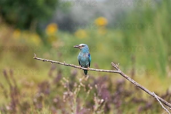 European roller