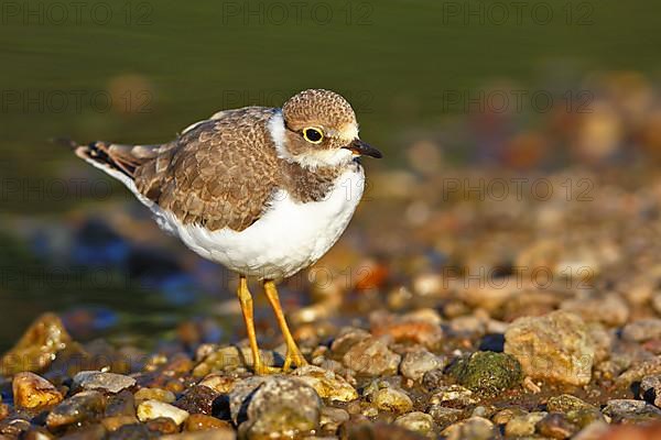 Little Ringed Plover