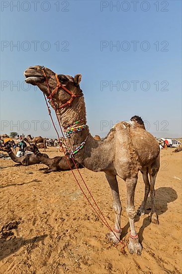 Camels at Pushkar Mela