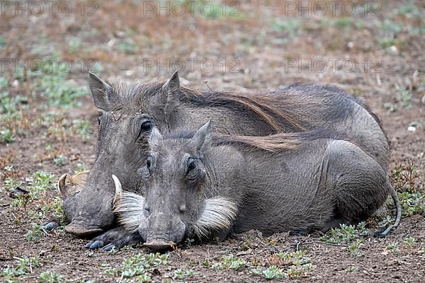 Common warthog