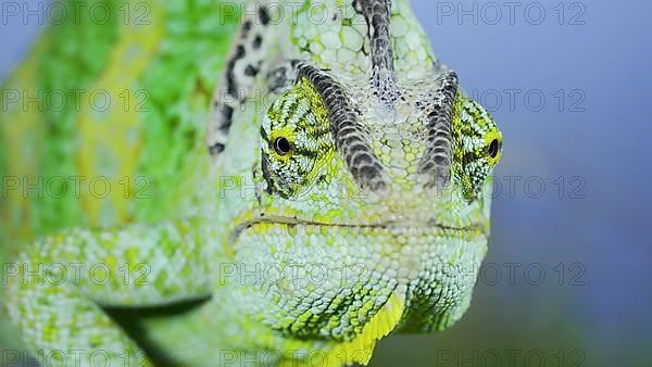 Close-up frontal portrait of adult green Veiled chameleon