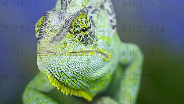 Close-up frontal portrait of adult green Veiled chameleon