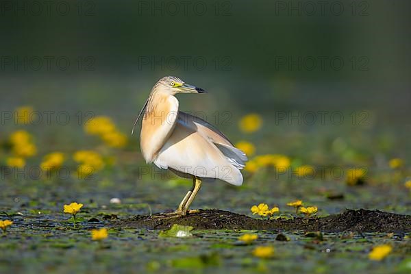 Squacco heron