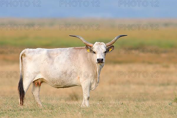 Hungarian Steppe Cattle or Hungarian Grey Cattle