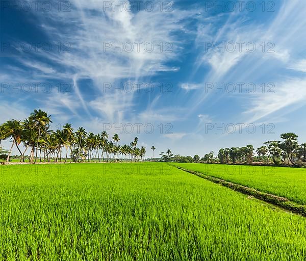 Rural Indian scene