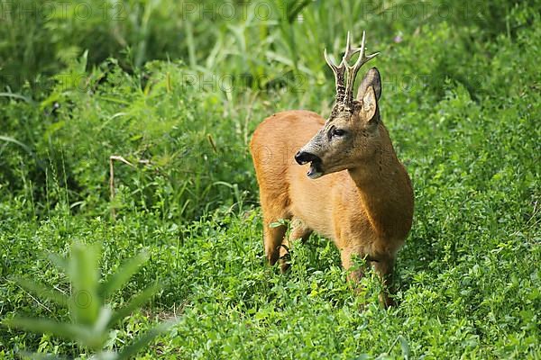 European roe deer