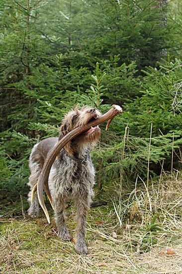 Hunting dog Griffon retrieves red deer