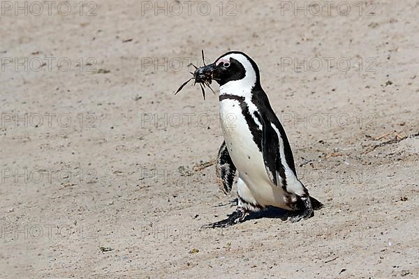 African penguin