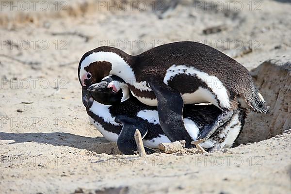 African penguin