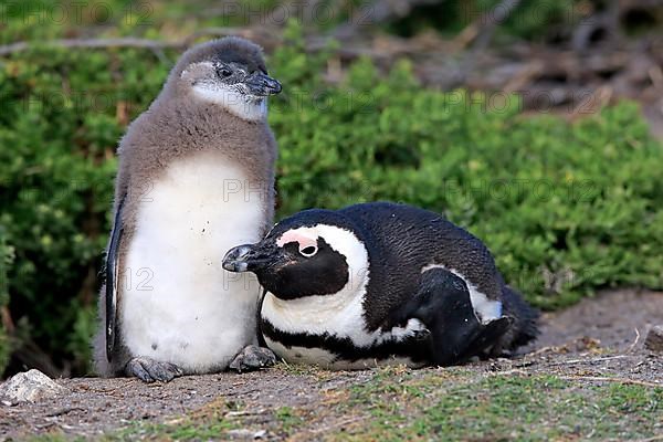 African penguin