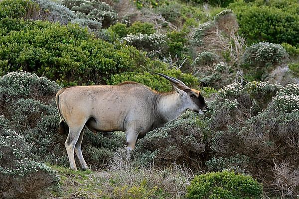 Common eland