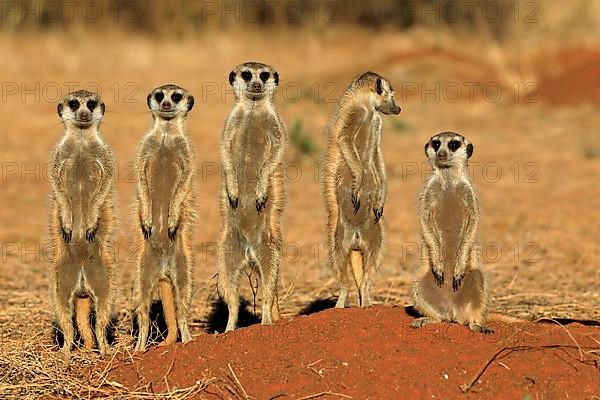 Meerkats