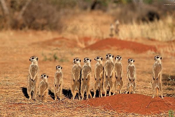 Meerkats