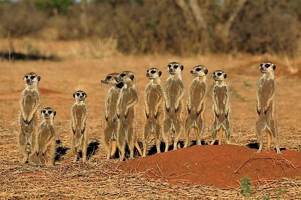 Meerkats