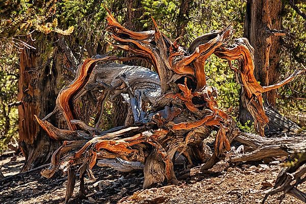 Gnarled tree trunk