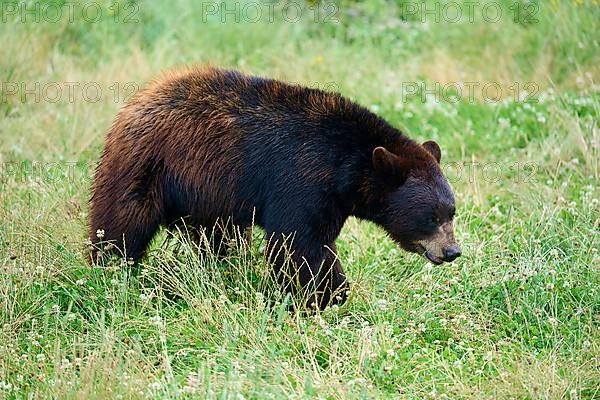 Black bear