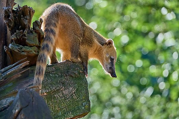 South American coati