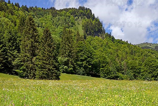 Mountain meadow with wildflowers