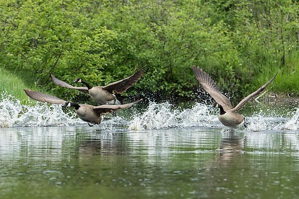 Group of Canada geese