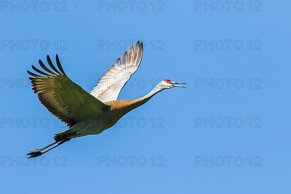 Sandhill crane