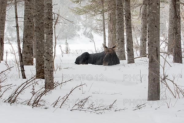 A bull moose is resting in the snow. Alces americanus Gaspesie national park