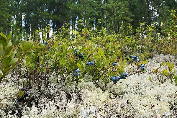 Forest with bluberries -Vaccinium myrtillus- and reindeer lichen -cladonia rangiferina-