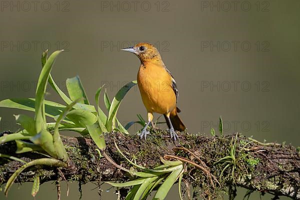 Baltimore oriole