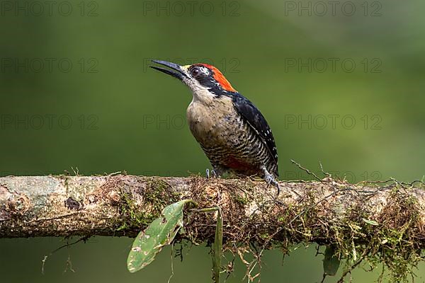 Black-cheeked woodpecker