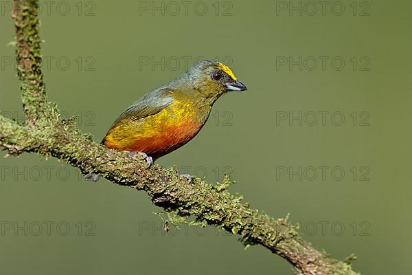 Olive-backed euphonia