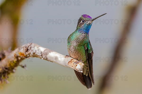 Talamanca hummingbird