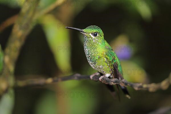 Green-crowned brilliant