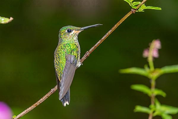 Green-crowned brilliant