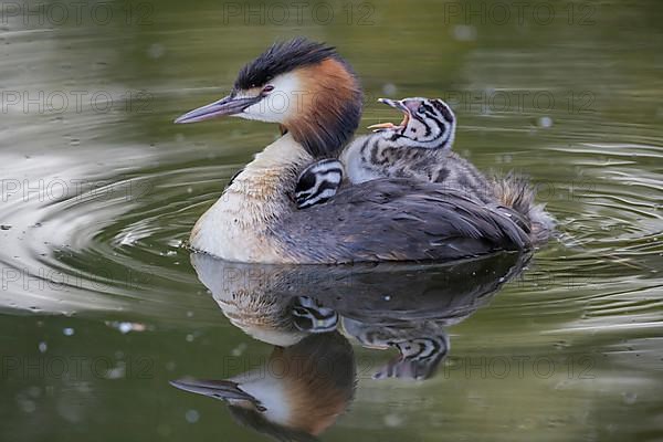 Great Crested Grebe