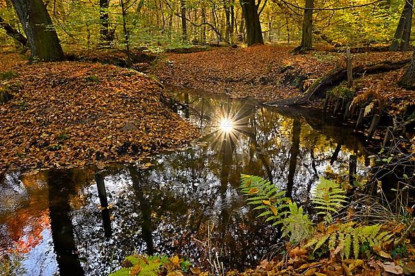 Meandering forest stream with sun star in Hiesfelder Wald