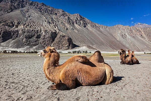 Bactrian camels in Himalayas. Hunder village