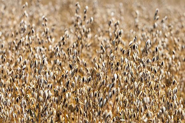 Grain field with common oat