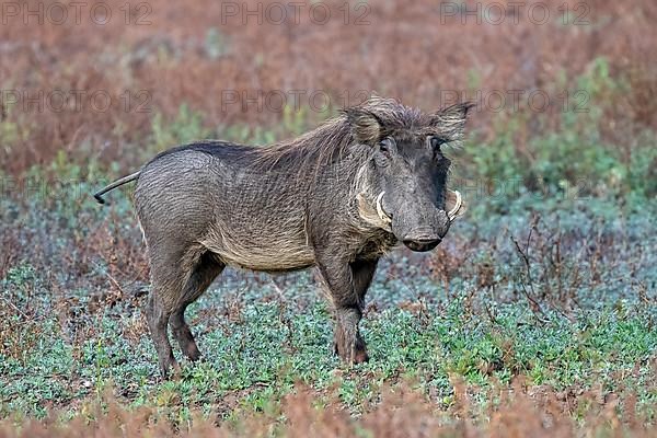 Common warthog