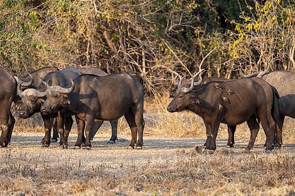 African buffalo