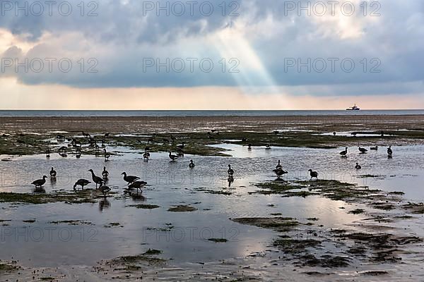 Brant geese