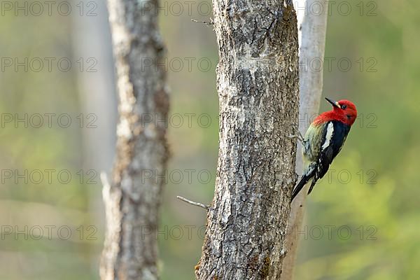 Red-breasted sapsucker